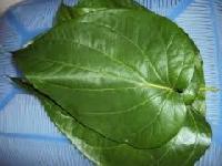 Betel Leaf