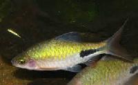 Rohani Barb Fish