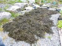 Seaweed Fertilizers