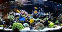 marine saltwater aquarium tank