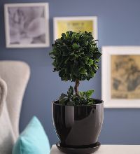 mini flower pot