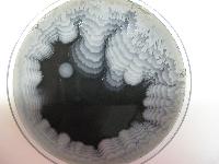 microbial cultures