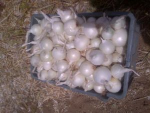 Fresg Red Onion Fresg Red Onion