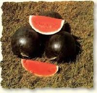 Dark Watermelonseed