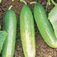 F1 hy cucumber seed