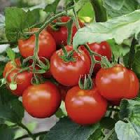 F1 hy tomato seed