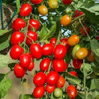 Hy tomato seed