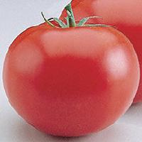 only hy tomato seed