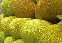 Fresh Jackfruit