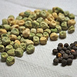 pea seeds