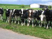 Dairy Cattles Holstein,Jersey Open Heifers,Angus,Jersey Calves