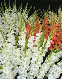 Fresh Gladiolus Flowers