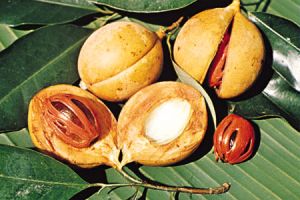 nutmeg,  Cultivation Type : Organic