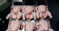 Halal frozen chicken thighs