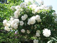 attar white rose