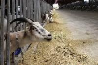 goats feed