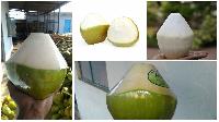 Half Trimmed Green Coconut
