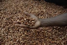 cocoa beans