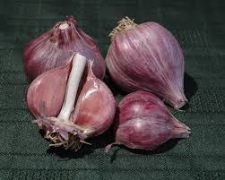 Purple Garlic