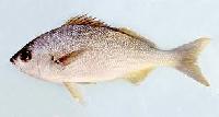 Koduva Fish