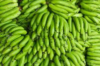 fresh green banana