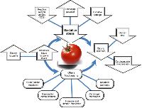 Lycopene With Anti-Oxidant