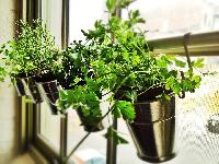 Window Planter Pot