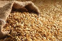 barley seed