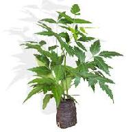 Azadirachta Indica Plant