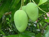 Bainganapalli mango Plant