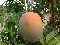 Basther Mango Plant