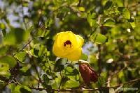 Bauhinia Tomentosa Plant