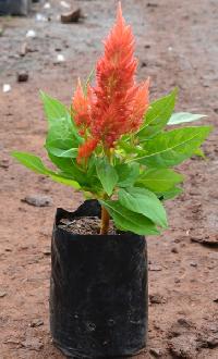 Celosia Orange