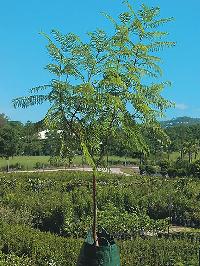 Jacaranda Plant