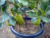 jackfruit plant