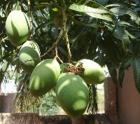 Kothapalli Kobari Mango Plant