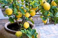 lemon plant