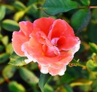 Rose Pink Rekha