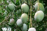 Suvarnarekha Mango Plant