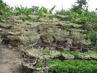 terminalia mantaly plant