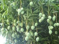 Thellagulabi mango Plant