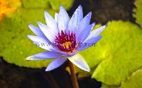 Water Lily  plant
