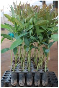 Eucalyptus Clone N0413