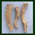 Astragalus