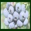 Bilberry Anthocyanin