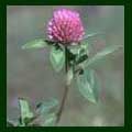 Red Clover