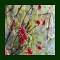 Rose Hip