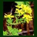 St. John's Wort