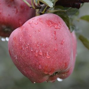 fresh apple
