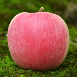 Fuji Apple